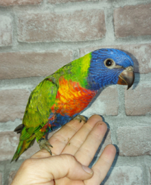 lorie van de blauwe bergen
