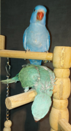 jonge Halsband parkiet