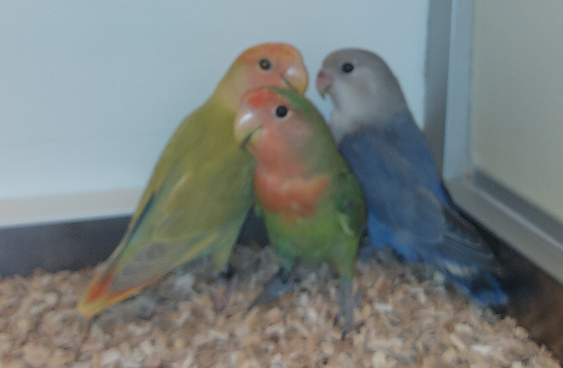 Agapornis roseicollis jong