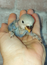 Agapornis roseicollis