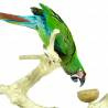 Back Zoo Nature Java Playstand Premium X-Large