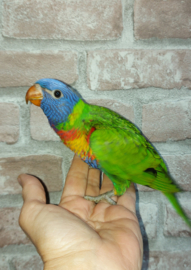 lorie van de blauwe bergen