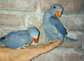 Halsband parkiet