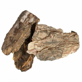 Back Zoo Nature Pine Tree Bark