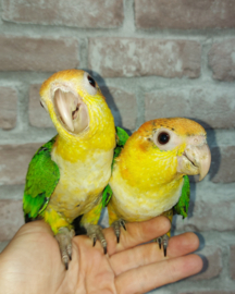 roestkop caique