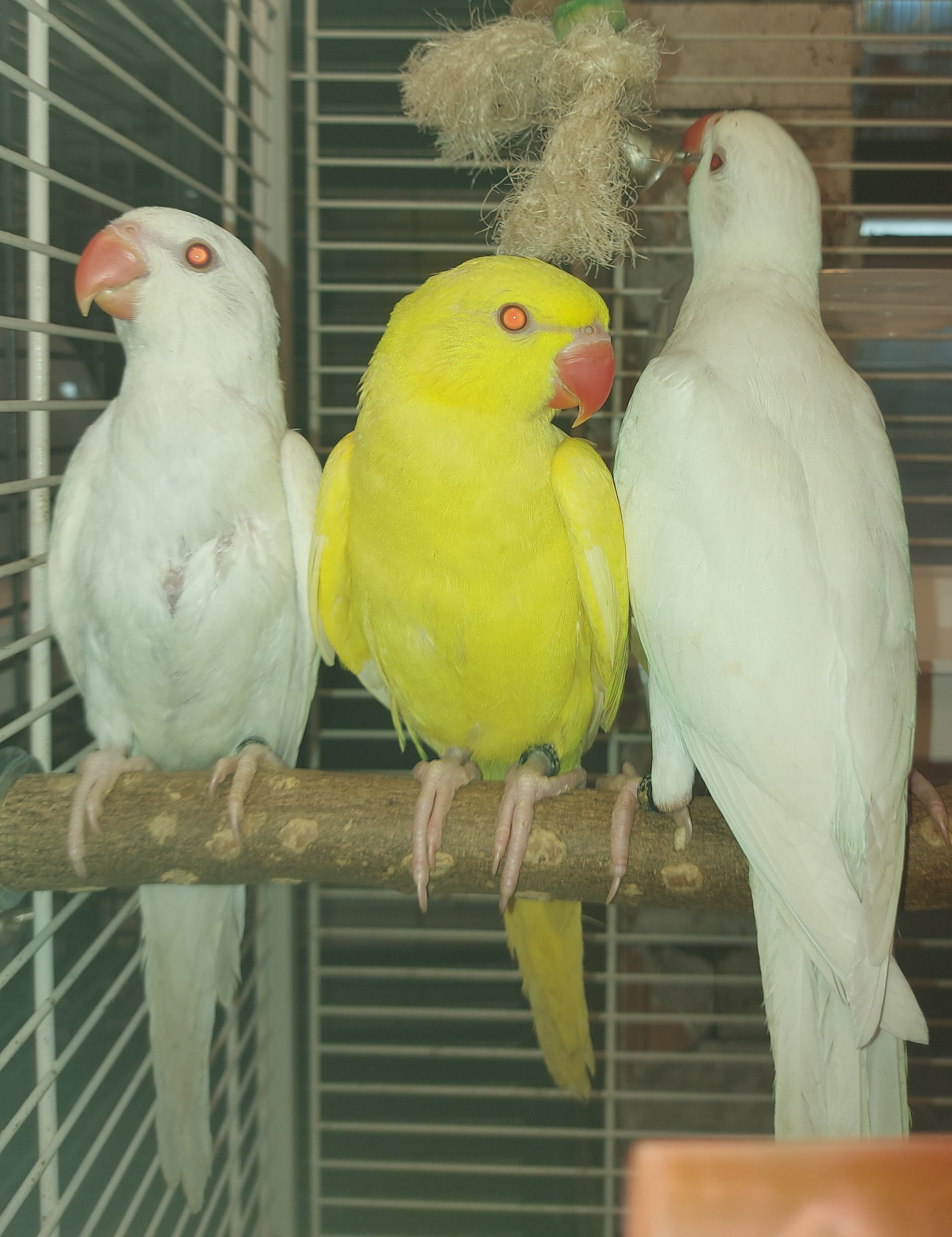 jonge Halsband parkiet