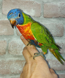 lorie van de blauwe bergen