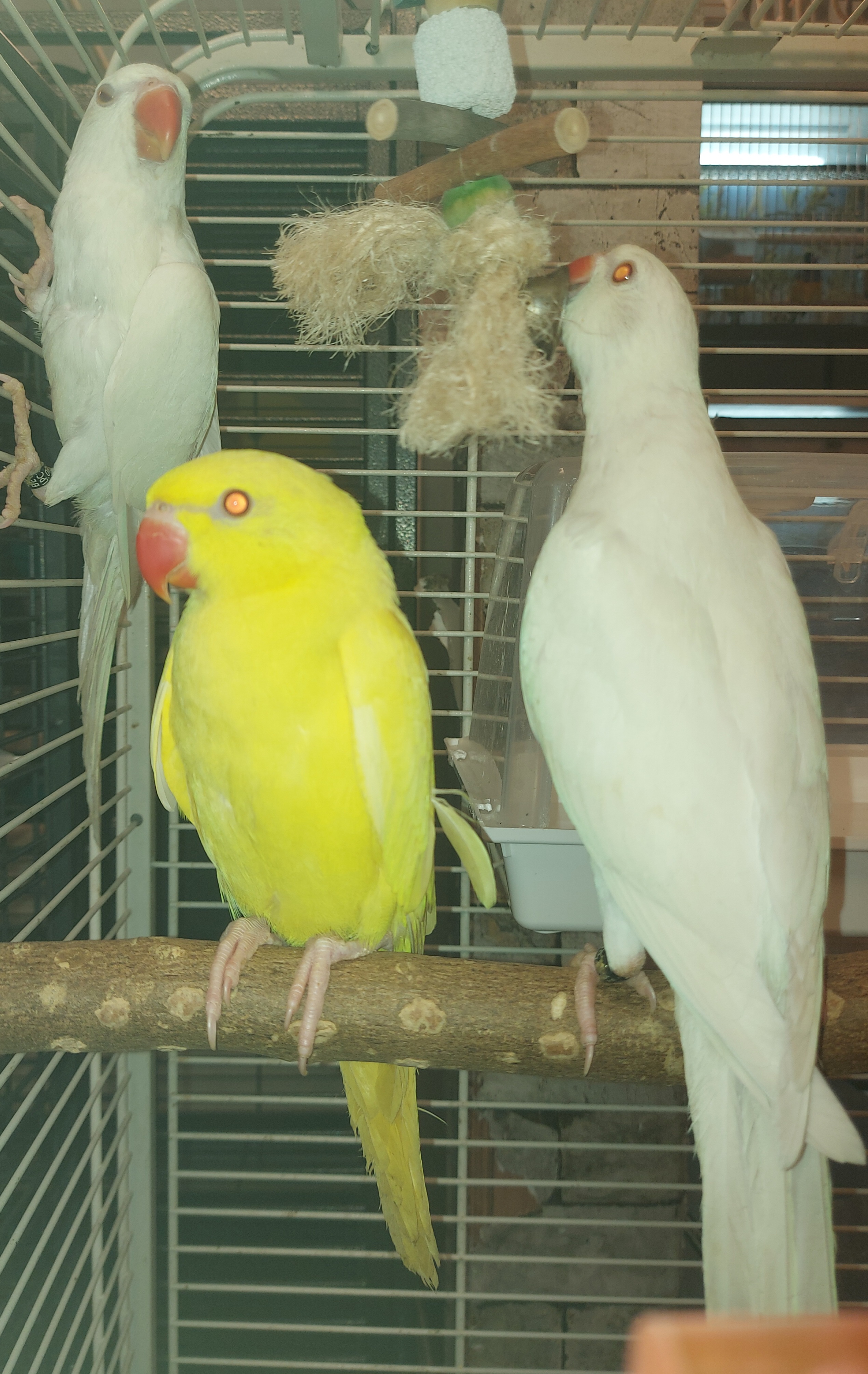 jonge Halsband parkiet