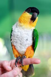 zwartkop caique