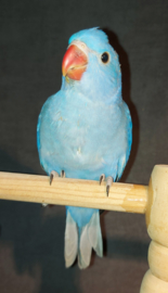 jonge Halsband parkiet