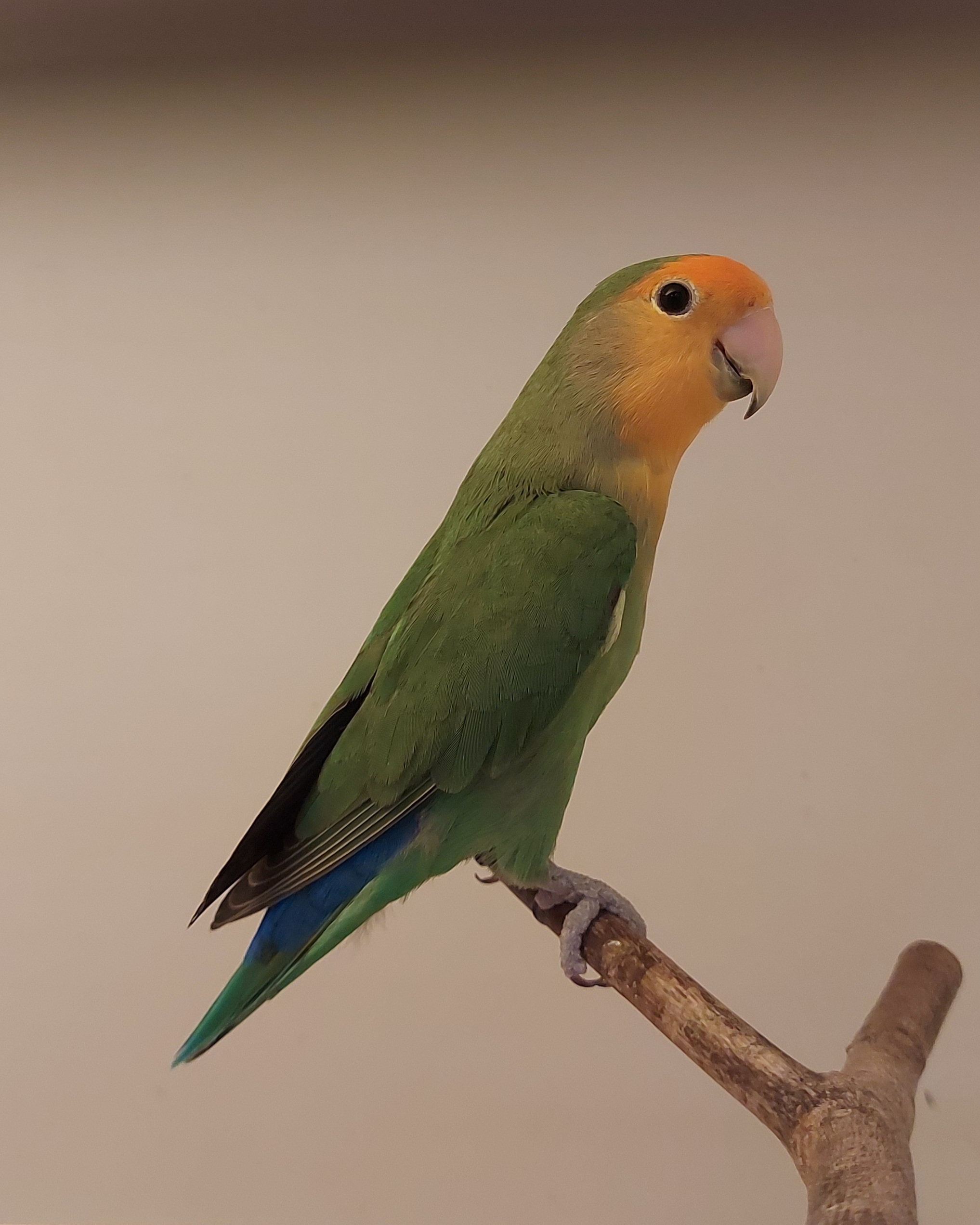agapornis roseicollis