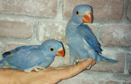 Halsband parkiet