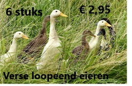 verse eieren van de loopeend