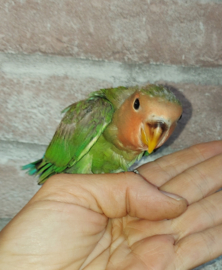 Agapornis roseicollis