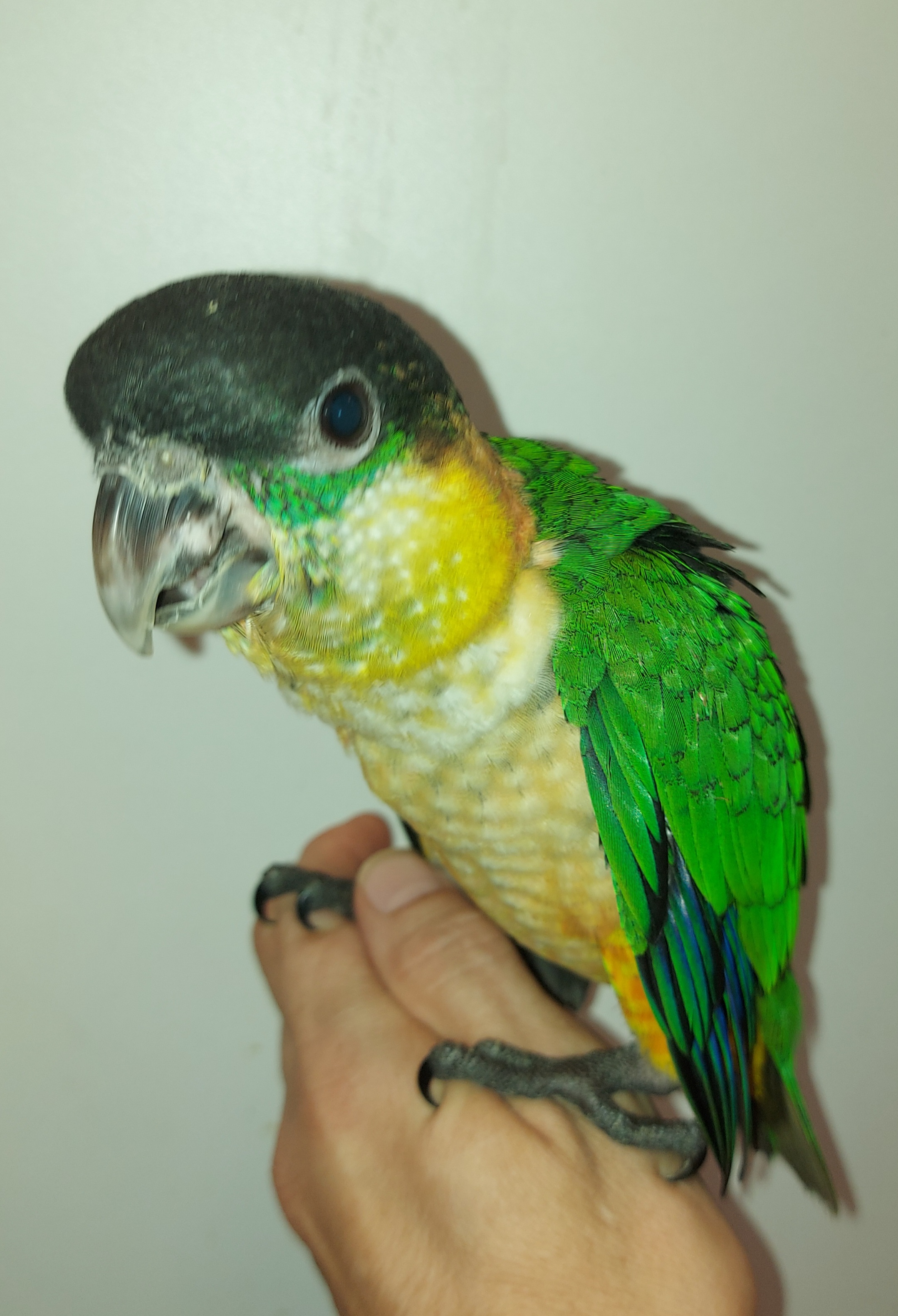 Zwartkop caique