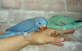 Halsband parkiet