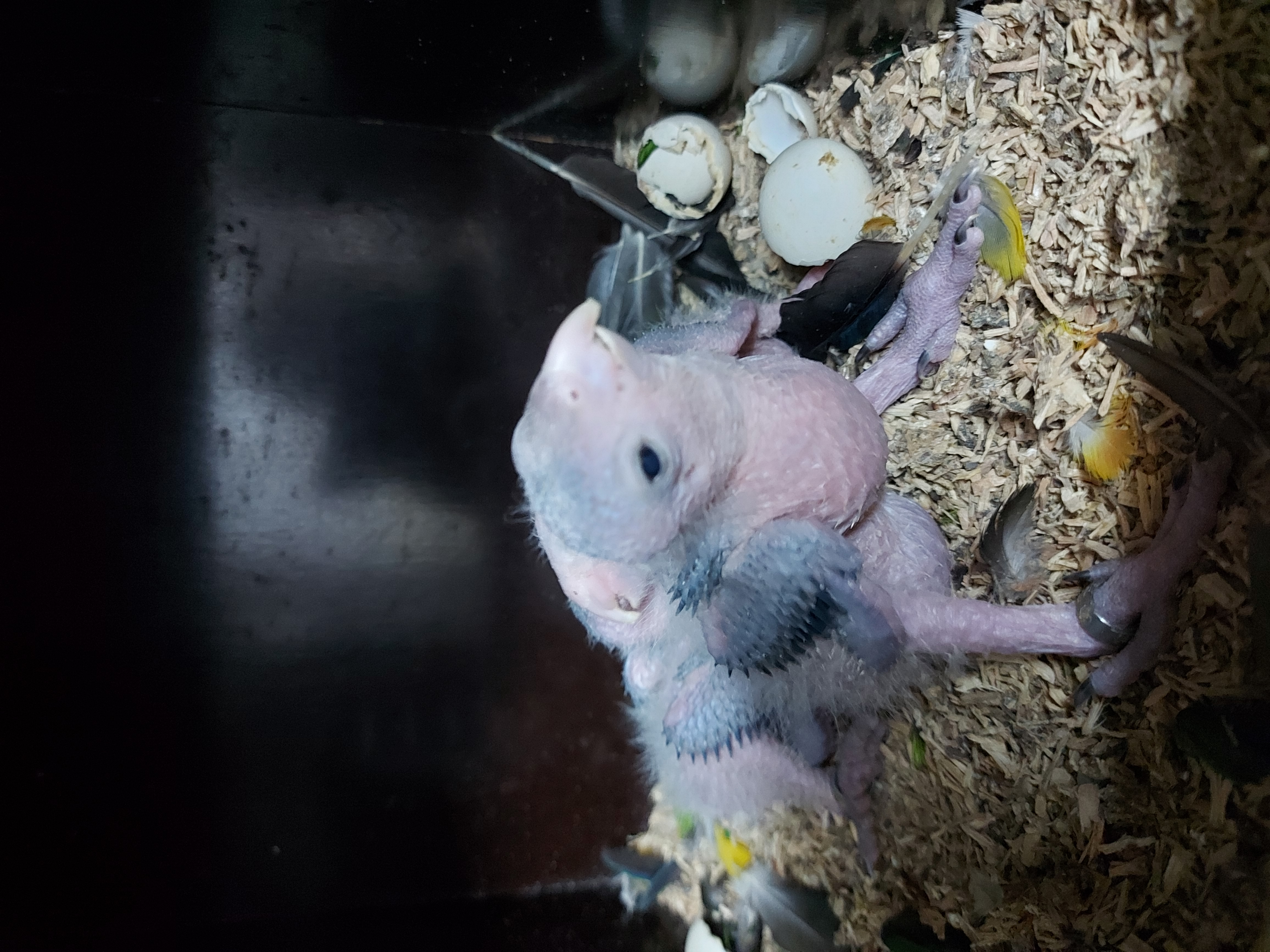 roestkop caique