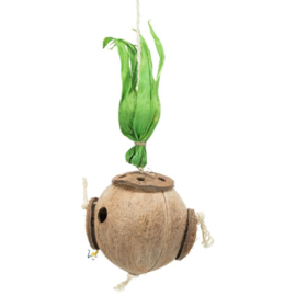 Kokosnoot aan sisalkoord
