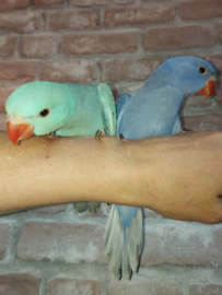 Halsband parkiet