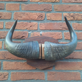 Antieke Buffelhoorns op houten schild, B 40 cm
