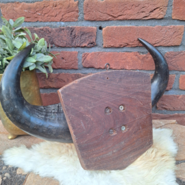 Antieke Buffelhoorns op houten schild, B 40 cm