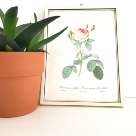 Vintage schilderijtje rozen print "Rosier mousseux a fleurs doubles", naar  Redouté
