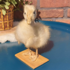 Vintage opgezet geel eenden kuikentje op houten plaatje onder stolp