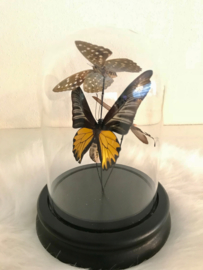 Vlinders in mooie stolp(taxidermy)