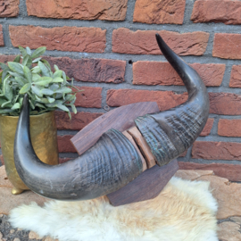 Antieke Buffelhoorns op houten schild, B 40 cm