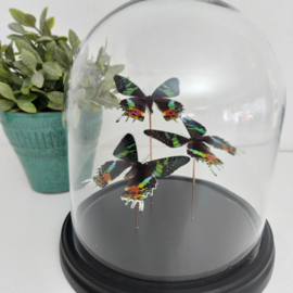 Vlinders in mooie grote stolp op zwart plateau (taxidermy)