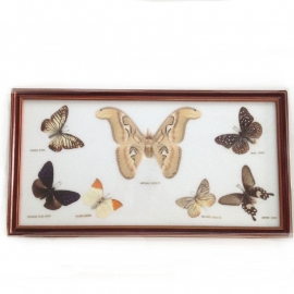 Vintage vlinderkastje( Taxidermy) nr. 3
