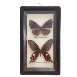Vintage vlinderkastje ( Taxidermy)nr. 2