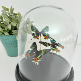 Vlinders in mooie grote stolp op zwart plateau (taxidermy)