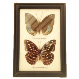 2 Vlinders in lijst (Taxidermy) nr. 1
