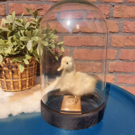 Vintage opgezet geel eenden kuikentje op houten plaatje onder stolp