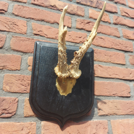Vintage klein hertengewei op wandplaat gerestyled met goud