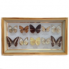 Vintage vlinderkastje( Taxidermy) nr. 1