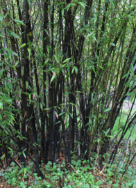 Phyllostachys Nigra - Zwarte Bamboe