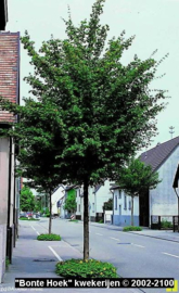 Acer campestre Elsrijk - Veldesdoorn - Spaanse Aak