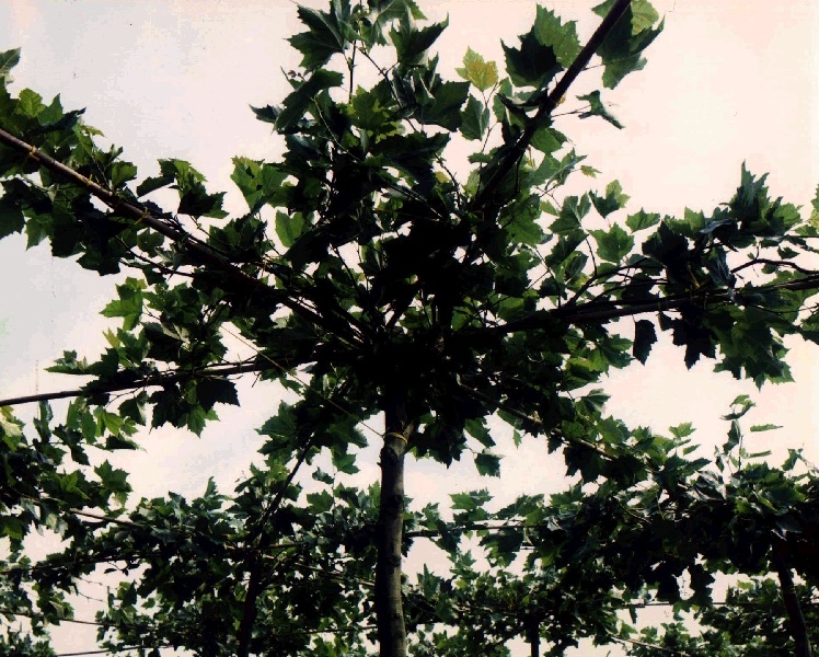 Platanus hispanica (acerifolia) -Plataan - Dakplataan