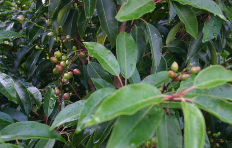 Prunus lusitanica 'Angustifolia' - Portugese laurier
