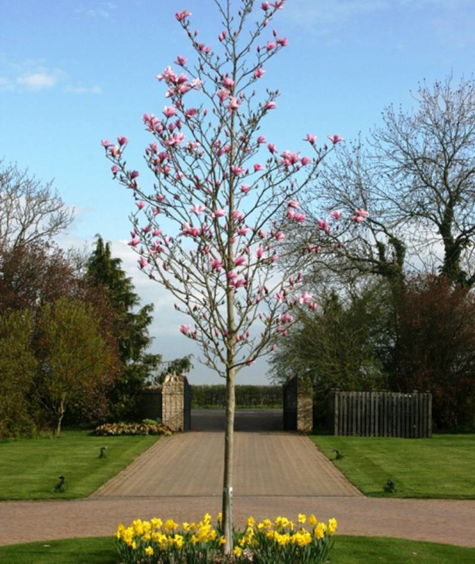 capsule nood melk wit Magnolia Galaxy | Bomen M-P | Outstanding Garden & Outdoor - De webshop  voor online bomen kopen in Noord Nederland Groningen Drenthe