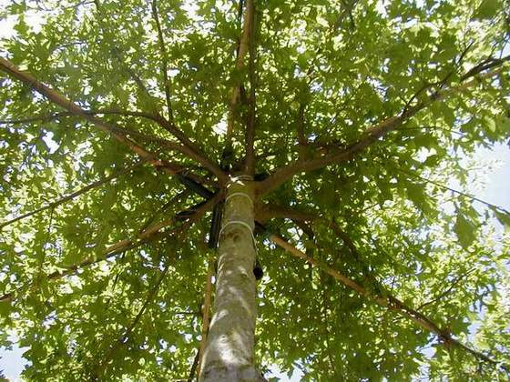 Quercus palustris - Dakmodel- Parasolmodel- Moeras Eik