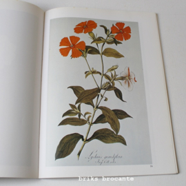 Botanische illustraties