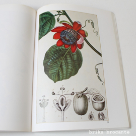 Botanische illustraties
