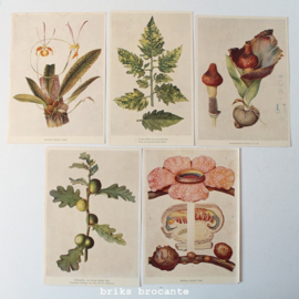 8 botanische prenten