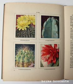 Boek Cactussen