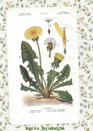 4 botanische prenten