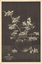 prent orchidee