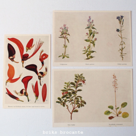 8 botanische prenten